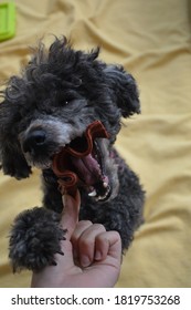 A Happy Poodle Eating A Snack 