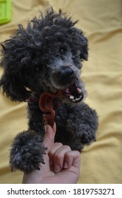 A Happy Poodle Eating A Snack 