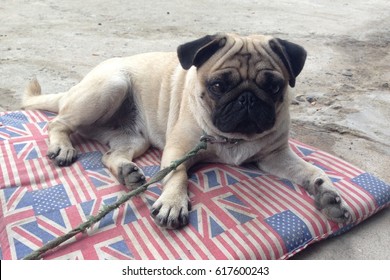 Happy Pug Dog Sitting On Floor