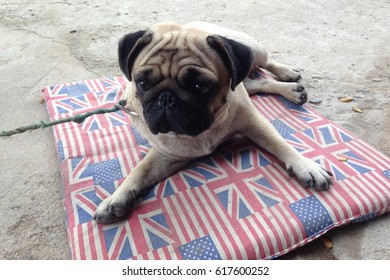 Happy Pug Dog Sitting On Floor