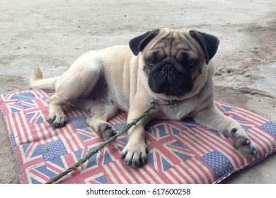 Happy Pug Dog Sitting On Floor