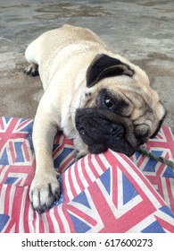 Happy Pug Dog Sitting On Floor