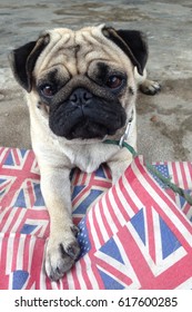 Happy Pug Dog Sitting On Floor