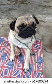 Happy Pug Dog Sitting On Floor