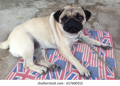 Happy Pug Dog Sitting On Floor