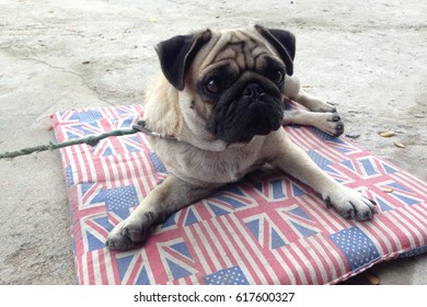 Happy Pug Dog Sitting On Floor