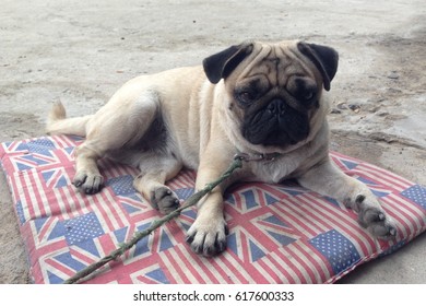 Happy Pug Dog Sitting On Floor