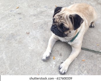 Happy Pug Dog Sitting On Floor