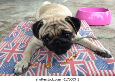 Happy Pug Dog Sitting On Floor