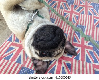 Happy Pug Dog Sitting On Floor