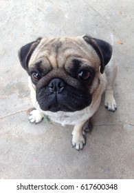 Happy Pug Dog Sitting On Floor