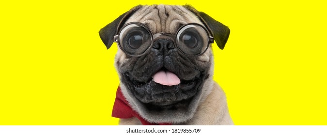 Happy Pug Dog Wearing Glasses And Bowtie, Panting And Sticking Out Tongue On Yellow Background