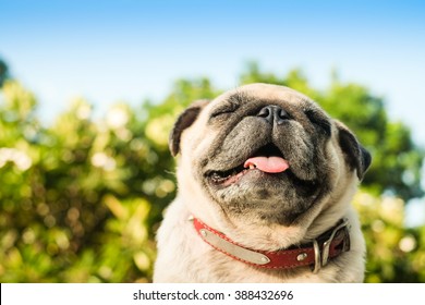 (Happy pug dog.)Fawn pug dog smelling oxygen in the morning.