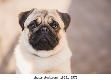 Happy Pug Head Portrait , Sunny Day