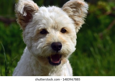 Happy Pumi Dog In The Garden.