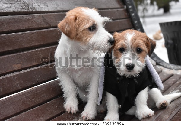 Happy Puppies Jack Russell Terrier Stock Photo Edit Now 1339139894