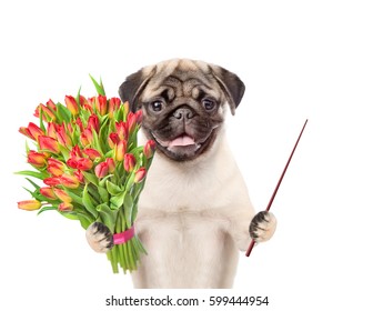 Happy puppy with a bouquet of tulips and pointing stick. isolated on white background - Shutterstock ID 599444954