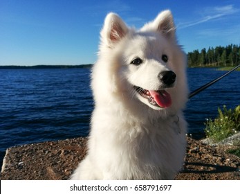 Happy puppy by the lake