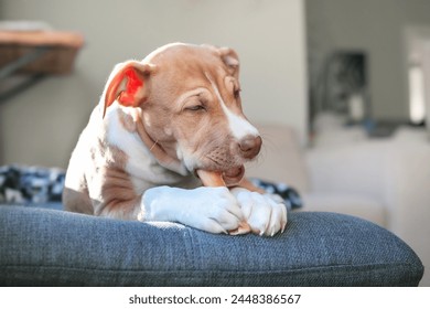 Happy puppy with chew stick in mouth and between paws. Cute puppy dog lying with dental stick on sofa. Dog dental hygiene or teething toy. 12 weeks old, female Boxer Pitbull mix. Selective focus. - Powered by Shutterstock