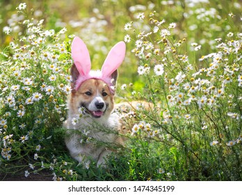 happy puppy dog red Corgi in festive Easter pink rabbit ears on meadow lies in white chamomile flowers on a Sunny clear day