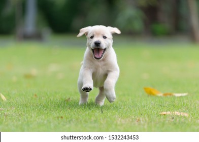 Happy puppy dog running on playground green yard - Shutterstock ID 1532243453