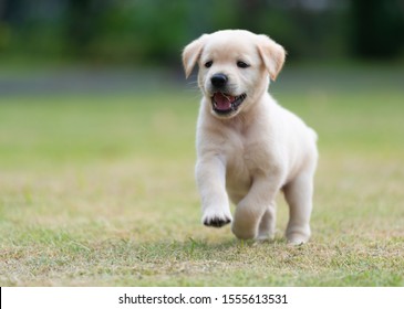 Happy puppy dog running on playground green yard