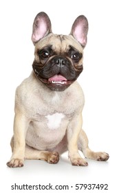  Happy Puppy Of The French Bulldog Sits On A White Background