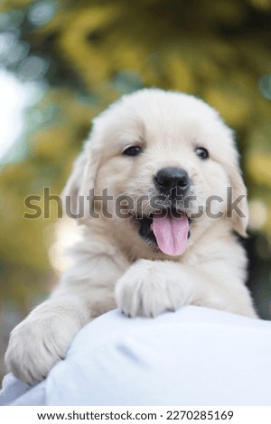 Happy puppy golden retriever and stick it tongue out.