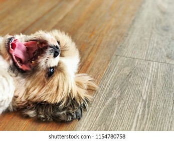 Happy Puppy Laying Down On Vinyl Wood Pattern Floor, Copy Space For Interior Design Background