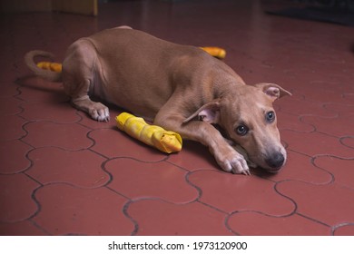 A Happy Puppy Lies On The Floor Munching On Raw Hide Bones.