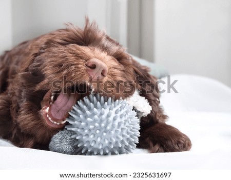 Happy puppy playing with chew toy or dental teething toy. Cute fluffy puppy dog lying with rubber ball between paws and mouth wide open. 3 months old female labradoodle dog. Selective focus.