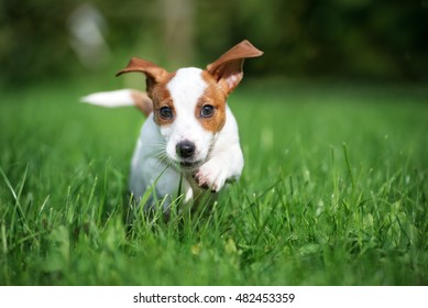 Happy Puppy Running Outdoors