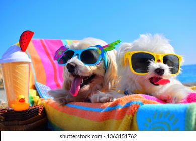 happy puppys with sunglasses  in the beach