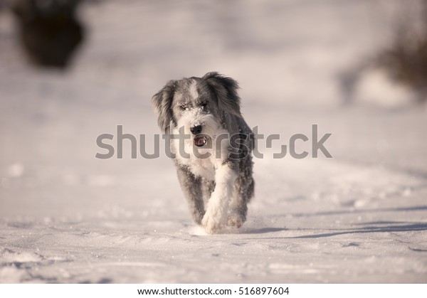 Happy Purebred Dog Bearded Collie Running Stock Photo Edit Now