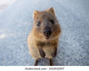 Happy quokka from rottnest island in perth