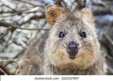 Happy Quokka In The Wild