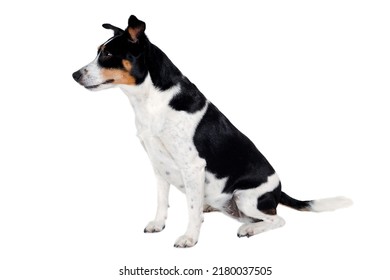 Happy Rat terrier puppy dog is sitting, isolated on a white background