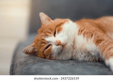 happy red cat sleeping on the sofa - Powered by Shutterstock