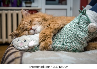 Happy Red Cat Sleeps On Human Feet In Funny Socks