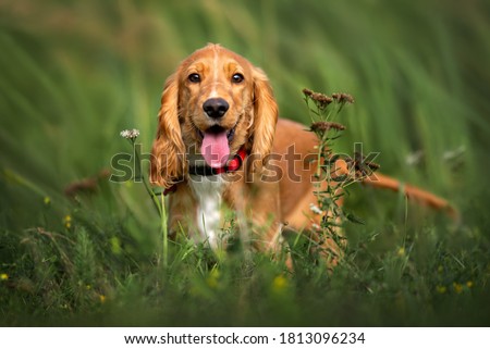 happy red cocker spaniel puppy portrait outdoors in summer