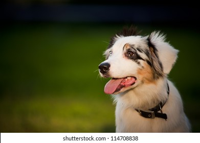 Training Dog To Sit Stock Photos Images Photography Shutterstock