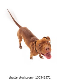 A Happy Red Pit Bull Dog With Intentional Motion Blur Showing His Tail Wagging As He Is Looking Up With A Smile