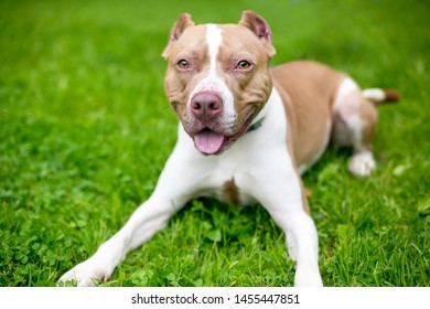 Happy Red White Pit Bull Terrier Stock Photo (Edit Now) 1455447851