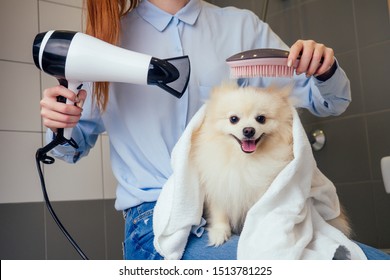 Happy Redhaired Ginger Woman Blowing Dry The Spitz Dog Hair Wiping With A Bath Towel In The Grooming Salon.