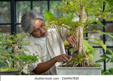 Happy Relax Asian Senior Man Enjoying With His Garden. Retirement Old Man Gardening His Tree Plant In His Greenhouse. Retirement Senior Old Age Hobby Lifestyle And Mental Health Care Concept.