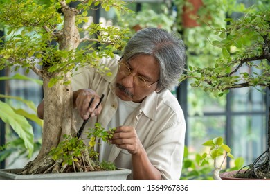 Happy Relax Asian Senior Man Enjoying With His Garden. Retirement Old Man Gardening His Tree Plant In His Greenhouse. Retirement Senior Old Age Hobby Lifestyle And Mental Health Care Concept.