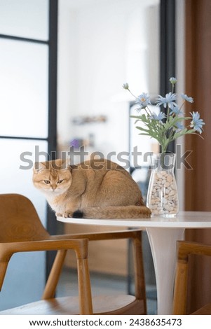 happy and relax concept with british cat play on table in the livingroom