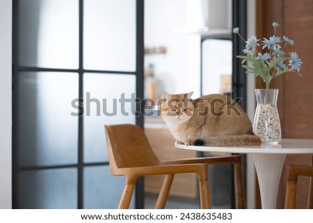 happy and relax concept with british cat play on table in the livingroom