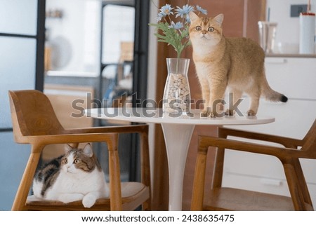 happy and relax concept with british and scottish cat play on table in the livingroom