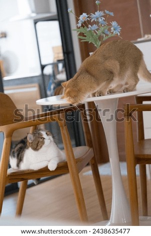 happy and relax concept with british and scottish cat play on table in the livingroom
